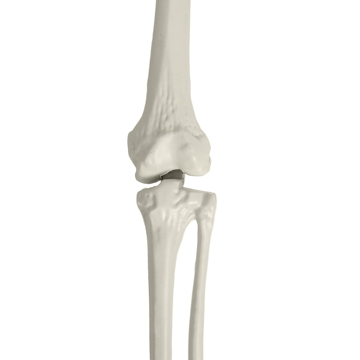 Life Size Poseable Skeleton with Movable Joints Z13345