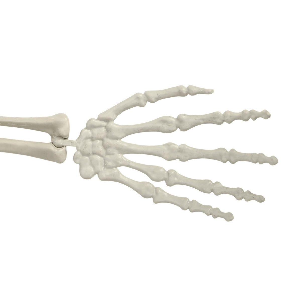 Life Size Poseable Skeleton with Movable Joints Z13345