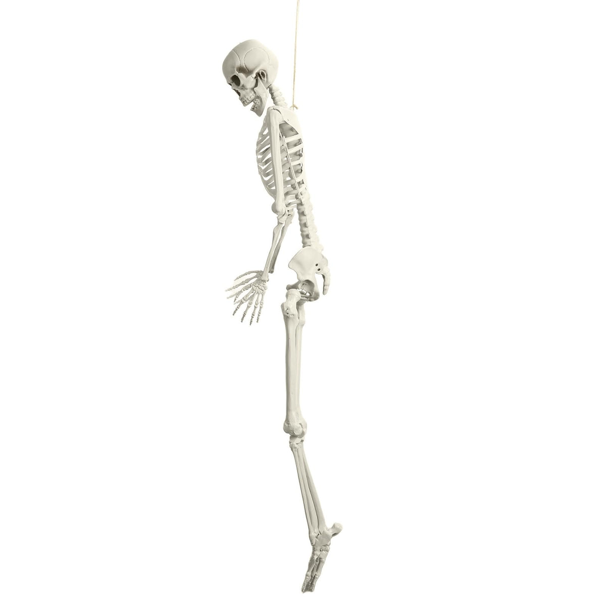 Life Size Poseable Skeleton with Movable Joints Z13345