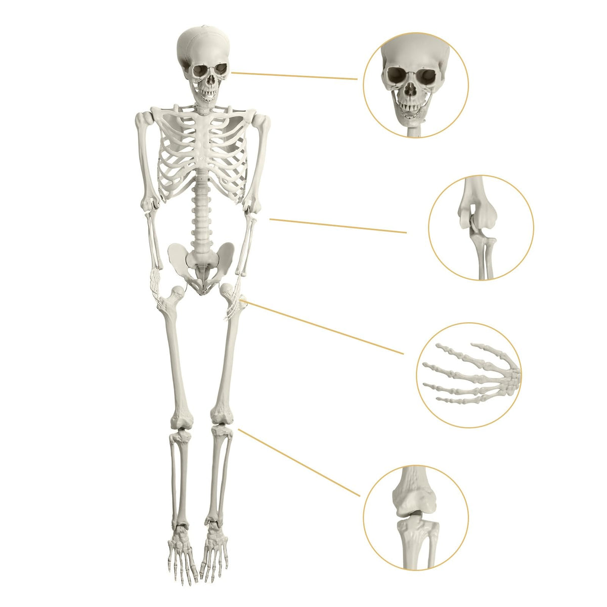 Life Size Poseable Skeleton with Movable Joints Z13345