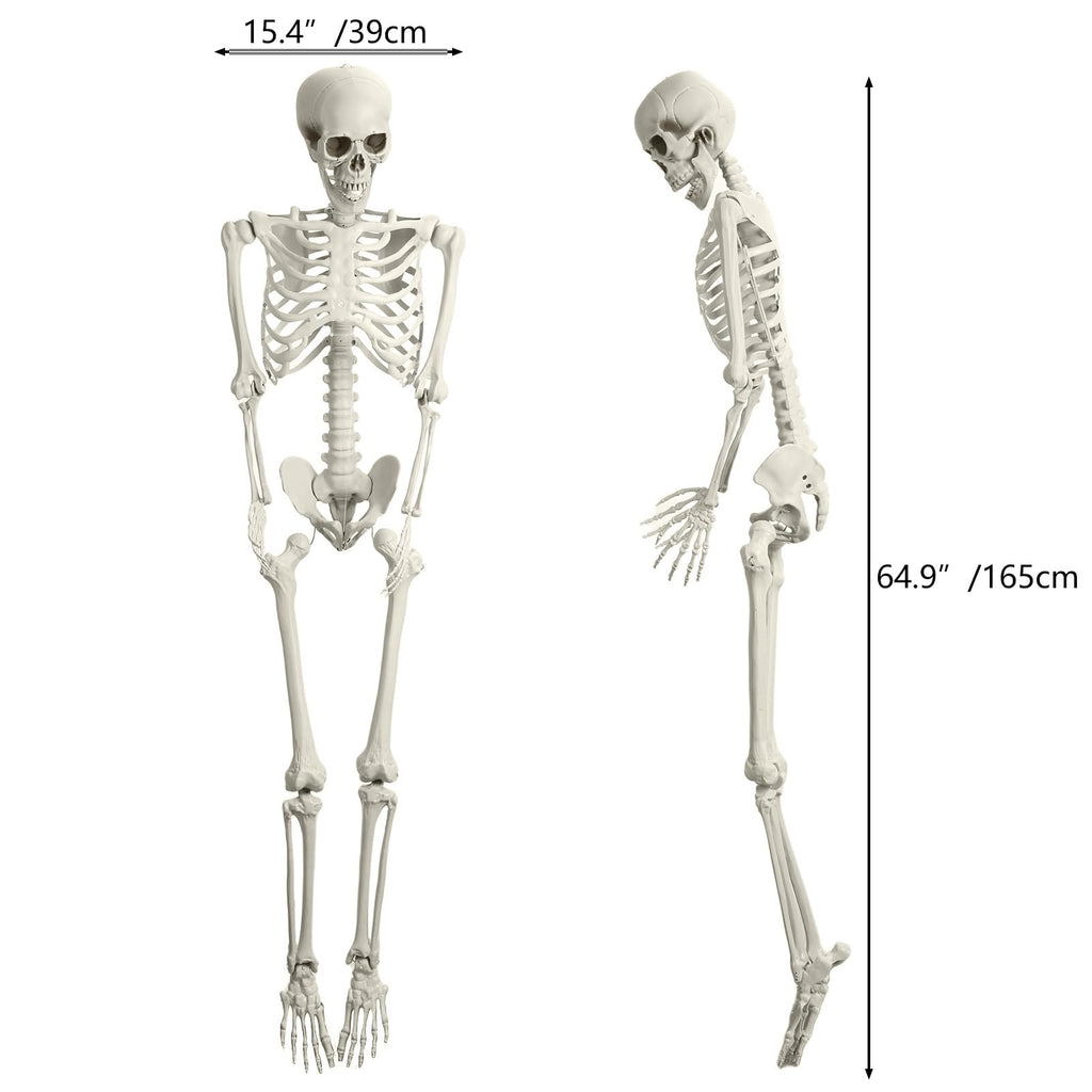Life Size Poseable Skeleton with Movable Joints Z13345