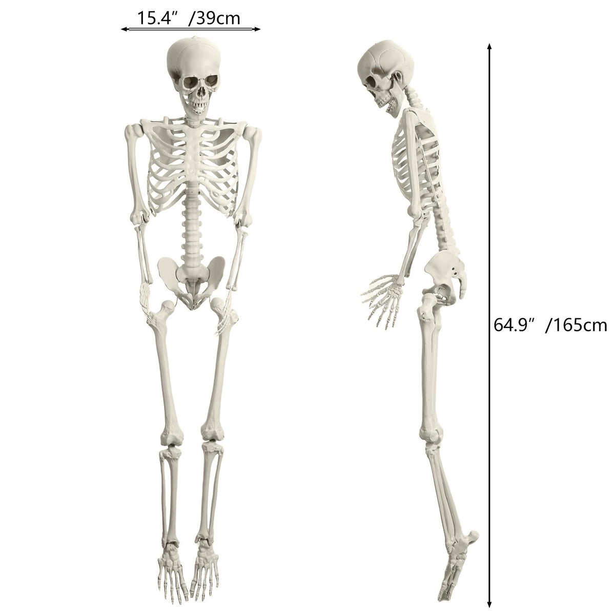 Life Size Poseable Skeleton with Movable Joints Z13345