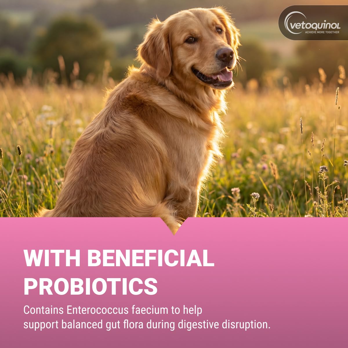 Chewable Probiotic for Pets 250 Count H69285