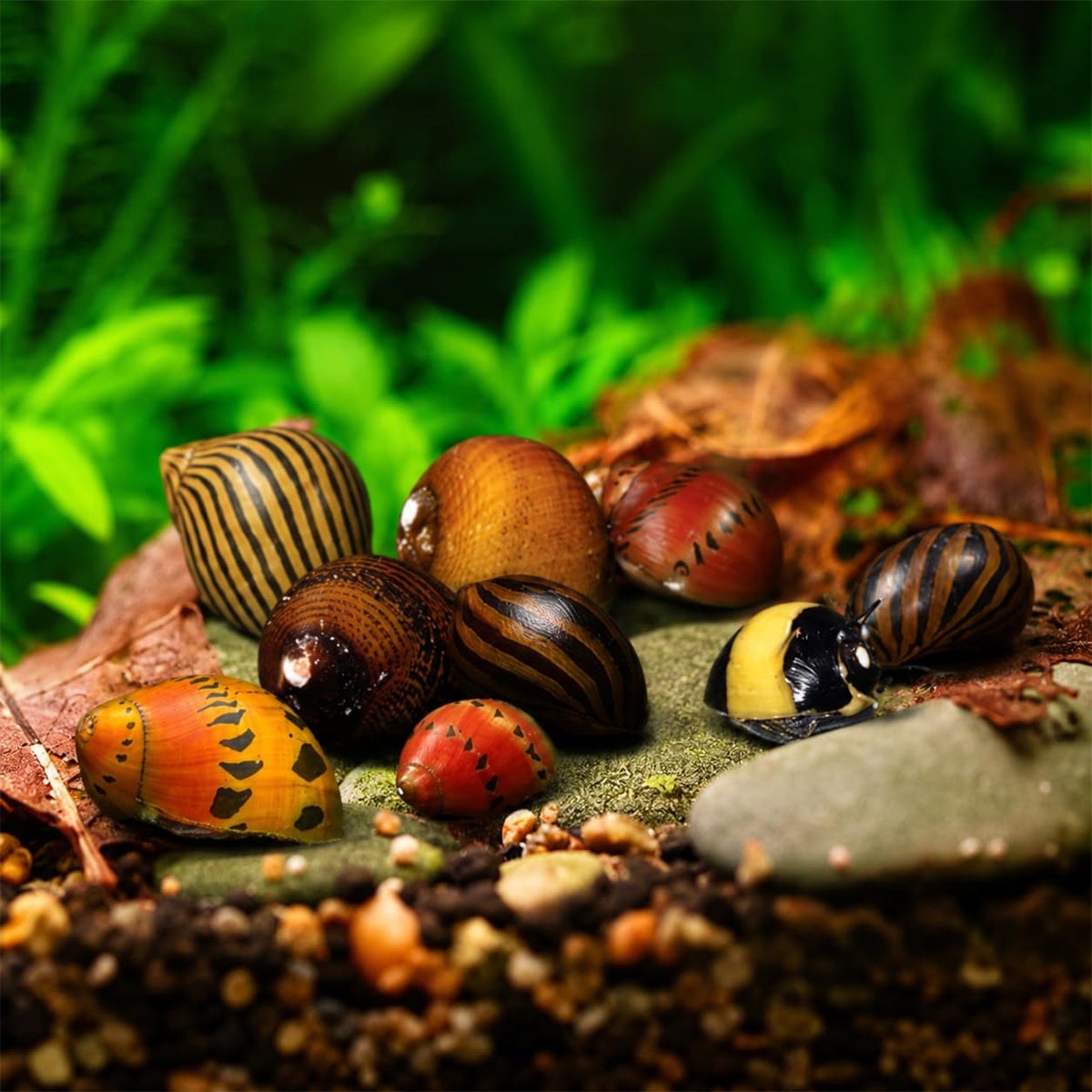 Assorted Nerite Snails 6 Pack Freshwater Aquarium Snails X419